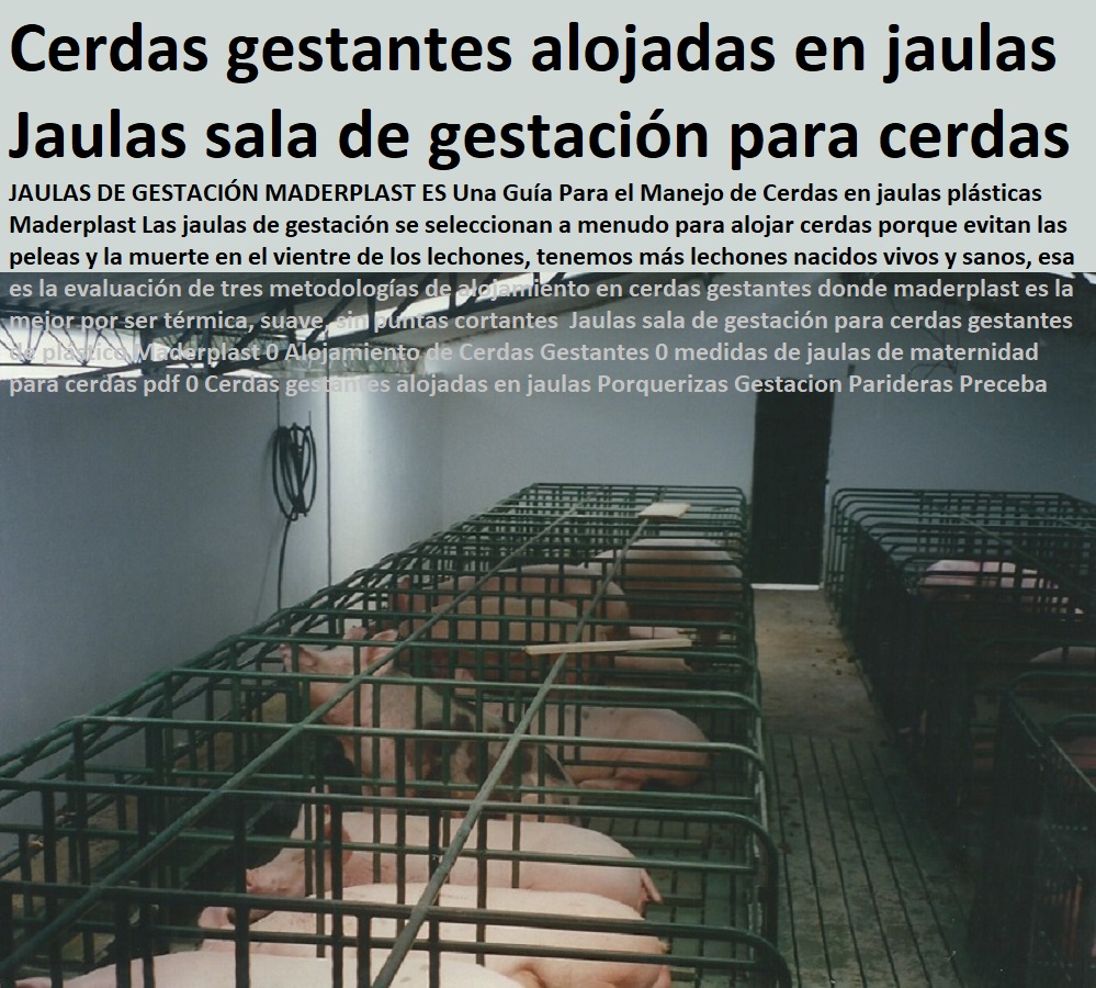 Jaulas sala de gestación para cerdas gestantes de plástico Maderplast 0 parideras, porcinas corral, gestación cerdas, parto cerda, lechonera, destete, jaula pre ceba porcinos, corraleja, ceba, engorde cerdos, porqueriza cría de lechones, pisos jaulas comederos, porcicultura jaulas, corrales, Alojamiento de Cerdas Gestantes 0 medidas de jaulas de maternidad para cerdas pdf 0 Cerdas gestantes alojadas en jaulas Porquerizas Gestacion Parideras Preceba Jaulas sala de gestación para cerdas gestantes de plástico Maderplast 0 Alojamiento de Cerdas Gestantes 0 medidas de jaulas de maternidad para cerdas pdf 0 Cerdas gestantes alojadas en jaulas Porquerizas Gestacion Parideras Preceba